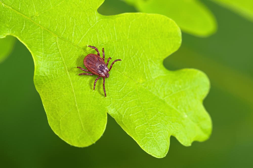 How (and Why) to Protect Yourself and Your Family From Tick Bites